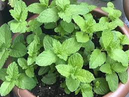 スペアミントの育て方 苗の植え付けや種まき 収穫の時期は Greensnap グリーンスナップ