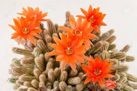 We did not find results for: Real Homegrown Orange Cactus Flower On A White Background Stock Photo Picture And Royalty Free Image Image 57408260