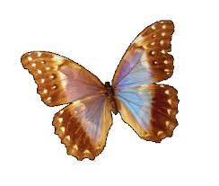Beautiful Butterfly Gifs Butterfly Images Beautiful Butterflies Butterfly Gif