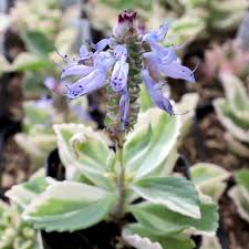 Image result for Plectranthus elegans