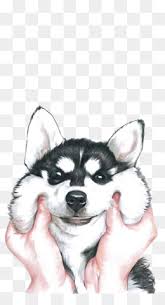 =) follow along to learn how to draw a kawaii husky step by step, easy. Siberian Husky Png Siberian Husky Art Siberian Husky Face Siberian Husky Watercolor Siberian Husky Silhouette Cute Cartoon Siberian Husky Mean Siberian Husky Siberian Husky Drawings Siberian Husky Drawings Easy Blue Siberian Husky Alaskan Malamute Vs