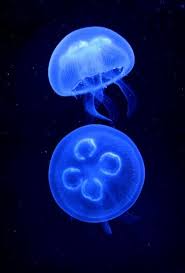 Moon Jelly (Aurelia aurita) (With images) | Jellyfish, Jellyfish ...