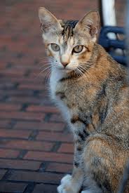 And, it's certain you've found their fresh kills in your yard leaving you to figure out how to dispose of the carcasses. Ways To Help Stray Cats In Your Neighborhood Chimney And Wildlife
