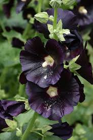 Image result for Alcea rosea