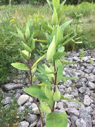 Identifying Milkweed Milkweedwatch