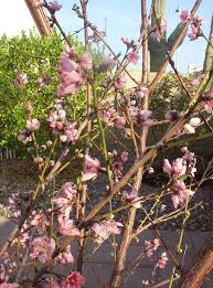 Full grown florida prince peach tree. Growing Peaches