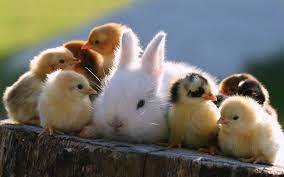 Volg ons voor elke dag de schattigste foto's van alle dieren in je timeline te hebben! Konijnen Achtergronden Dieren Hd Konijnen Wallpapers Foto 22 Odysseejunior
