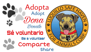 Forever safe pet rescue is a hervey bay based rescue group. Luquillo Safe Haven For Animals Corp Home Facebook