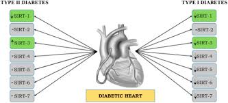 What is concerning about the sirtfood diet? Effect Of Resveratrol On Sirtuins Expression And Cardiac Complications In Diabetes Sciencedirect