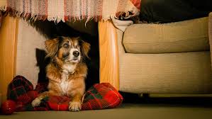 Our Top Tips For Keeping Your Dog Calm And Happy During Fireworks