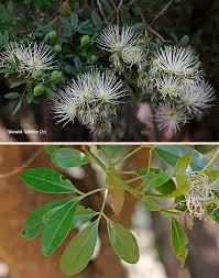 Image result for Maerua cafra