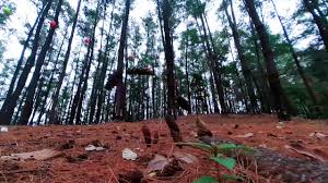 178 likes · 3 talking about this. Sorombipi Pine Forest 2021 Kolaka Timur Youtube