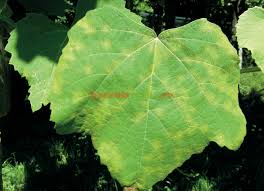 Tratamente Bio și Chimice Impotriva Manei Viței De Vie Paradis Verde