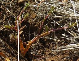 Image result for Talinum crispatulum