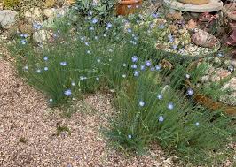 Image result for Wahlenbergia flexuosa