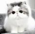 Cutest Cat Breeds - Cutest Cat in the world