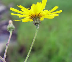 Image result for Equilabium pauciflorum