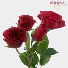 Check spelling or type a new query. Red Filler Flowers Bulk Pack Wholesale Blooms By The Box
