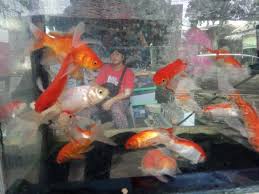 Budidaya ikan gurame di akuarium, secara teknis memang tidak serumit seperti budidaya konvensional. Liburan Di Palembang Jangan Lupa Mampir Ke Kampung Ikan Hias Regional Liputan6 Com