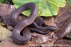 Image result for Atractus modestus