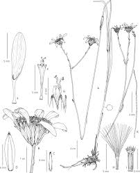 Image result for Senecio latifolius