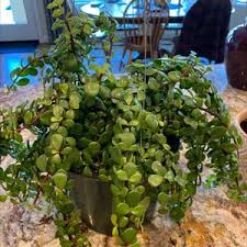 Image result for Cordia afra