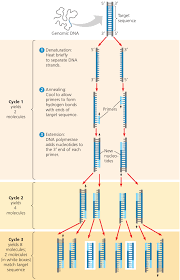 Polymerase Chain Reaction Pcr Microbiology Study Science Biology Study Biology