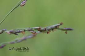 Image result for Panicum hymeniochilum