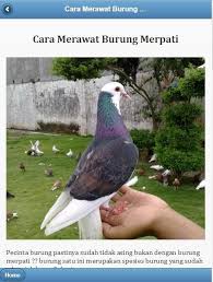Menggambar merupakan pengembangan dari imajinasi seseorang. Cara Merawat Burung Merpati For Android Apk Download