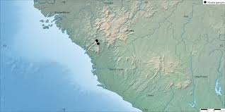 Image result for Leptactina involucrata