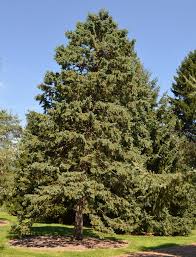 Ufei Selectree A Tree Selection Guide
