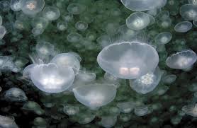 The irukandji jellyfish are typically found in tropical waters. The Secret Lives Of Jellyfish Nature