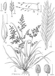 Image result for Eragrostis paniciformis