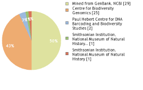 Image result for Secamone parvifolia