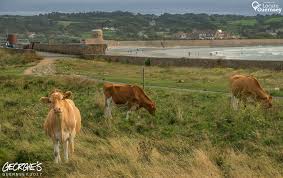 Steers From The La Societe Conservation Herd Grazing On The Fort Hommet Headland Vazon Bay This Afternoon Operationskylark Link To The Whole Collection Of