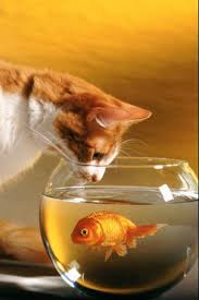 What Is That Cat Thinking What Is The Goldfish Thinking What Will Happen Next Picture Writing Prompts Visual Writing Prompts Photo Writing Prompts