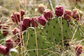 Read on to discover five commonly eaten species of cacti, what parts are eaten, and how they the inside of prickly pear fruit has hard seeds that cannot be chewed. Petrified Forest Np En Twitter There Are Several Species Of Prickly Pear Cactus Opuntia Sp In The Park All Of Them Are Sources Of Food Have You Ever Eaten A Prickly Pear
