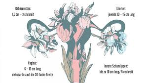 Ist es normal, wenn eine schamlippe kleiner ist als die andere? Vagina Grosse Bin Ich Eigentlich Normal Wmn