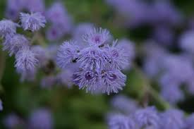 Image result for Ageratinastrum