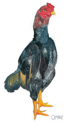 Elite Dom Ko Shamo Breeding Stock, AI generated