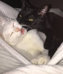 Cats have been each others companions for centuries of documented history. Cute Cats And Aesthetic Image 6184717 On Favim Com