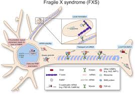 Translation of mrna proteins are synthesized from mrna templates by a process that has been highly conserved throughout evolution (reviewed in chapter 3). Frontiers The Role Of Rna Binding Proteins For Local Mrna Translation Implications In Neurological Disorders Molecular Biosciences
