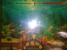Walaupun terdengar sepele, nyatanya akuarium baik air tawar atau laut perlu perawatan secara berkala agar kaca tetap kinclong dan bening. Cara Membersihkan Kaca Aquarium Paling Mudah Ketikanku