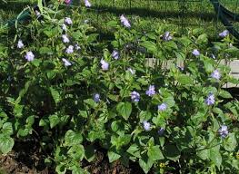 Image result for Browallia americana