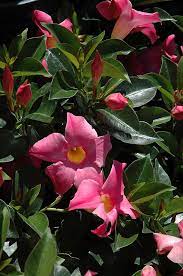 Evergreen 10 X2 Sun To Partial Shade Pink Mandevilla Mandevilla 39 Pink 39 At Pender Pines Garden Center Pine Garden Garden Center Flowering Vines