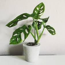 Monstera Obliqua Vs Monstera Adansonii Muggle Plants Plantas De Sombra Plantas Domesticas Hortas