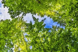 We did not find results for: Project To Support Ngos And Eco Labelling In Belarus Preferred By Nature Global
