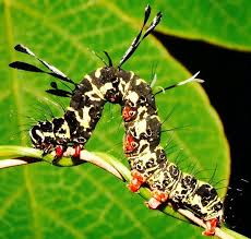 Black And White Striped Caterpillar With Orange Head Pin By Bonnie Cook On Creepy Caterpillars Bugs And Insects Moth Caterpillar Cool Insects