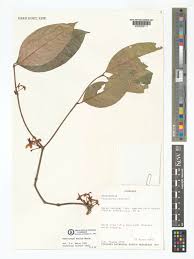 Image result for Pleiocarpa