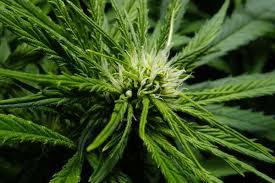 Another reason why you should lower the humidity level during the flowering period is because molds thrive. Timeline Of The Cannabis Flowering Stage
